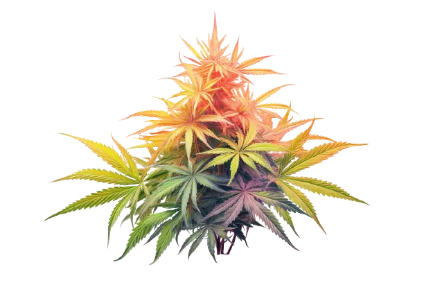 Eine farbenprächtige Cannabisblume in der Phase der Blüte.